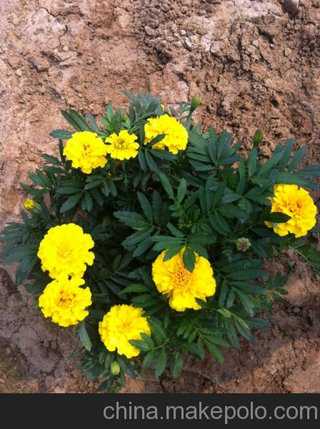 揭秘：3个风水小调整，运气立马翻倍！