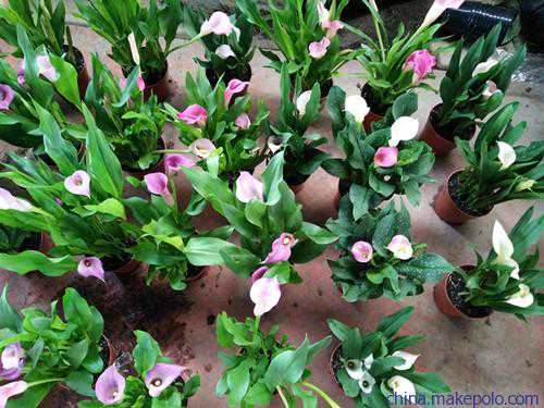 天纪笔记（地泽临～卦象/阳宅）