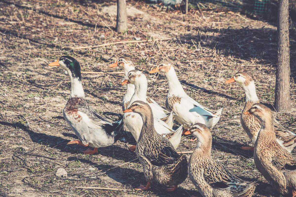 清明之后，1974年属 虎人好运大逆袭？财运滚滚要暴富？